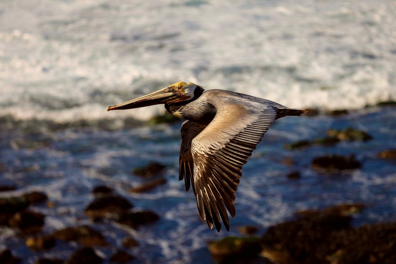 San Diego