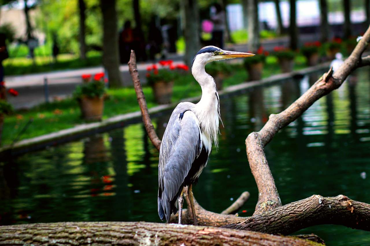 Wilhelma Zoo