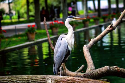Wilhelma Zoo