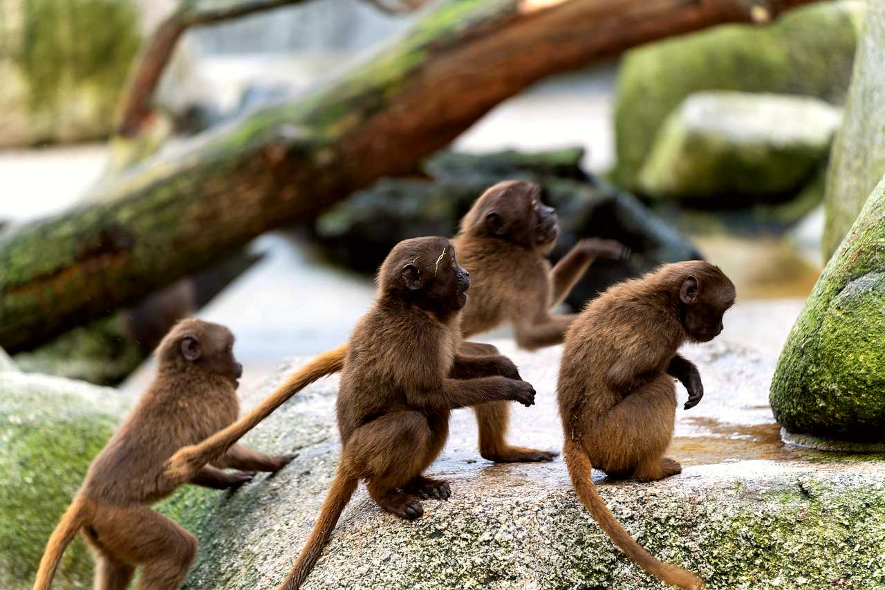 Wilhelma Zoo
