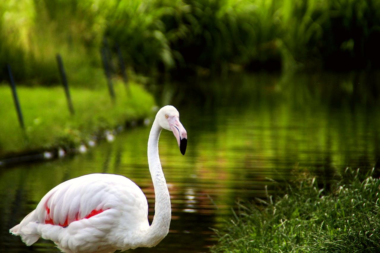 Wilhelma Zoo