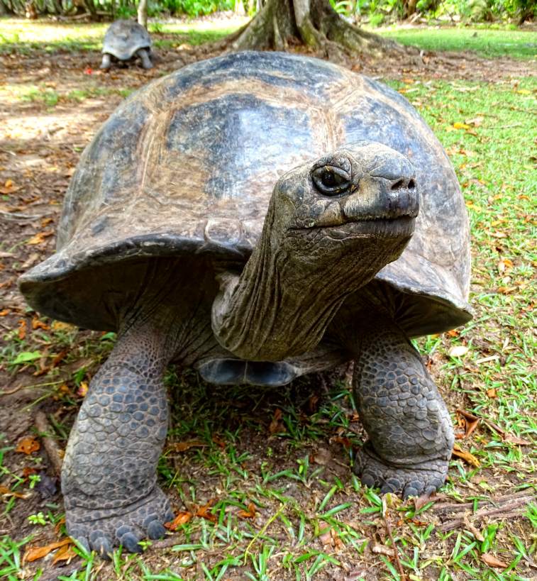The giant tortoise of Aldabra