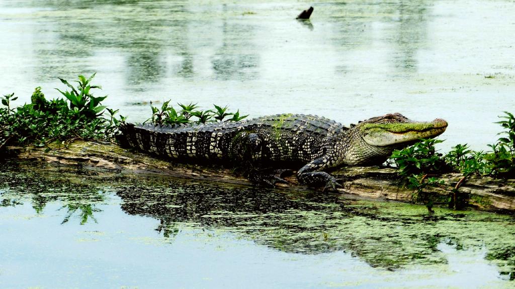 Louisiana