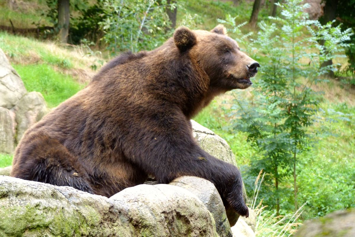 Brno Zoo