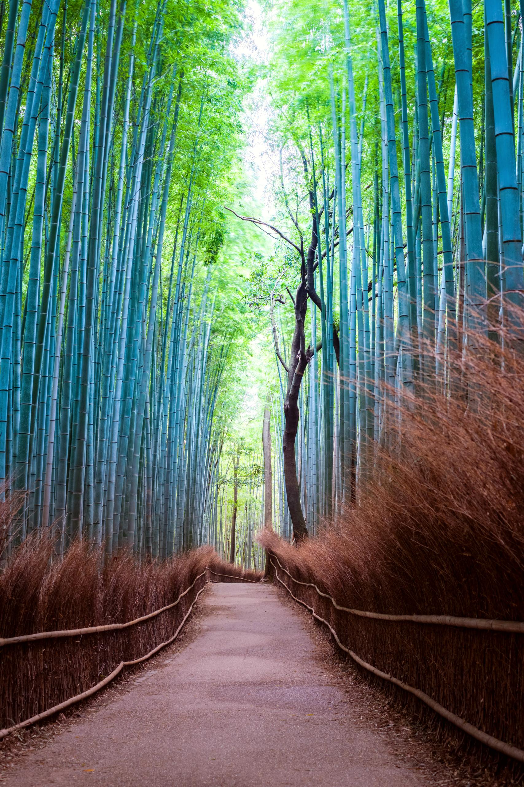 Walk through towering bamboo stalks