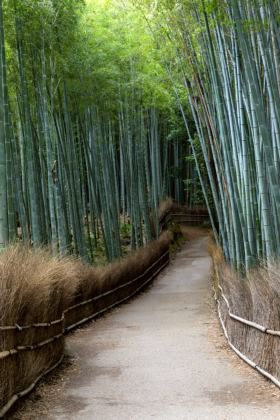Arashiyama Bamboo Grove