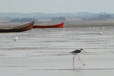 Laguna de Rocha