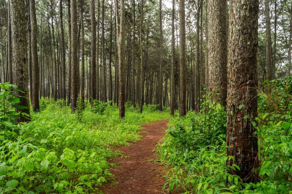 Ngwo Pine Forest