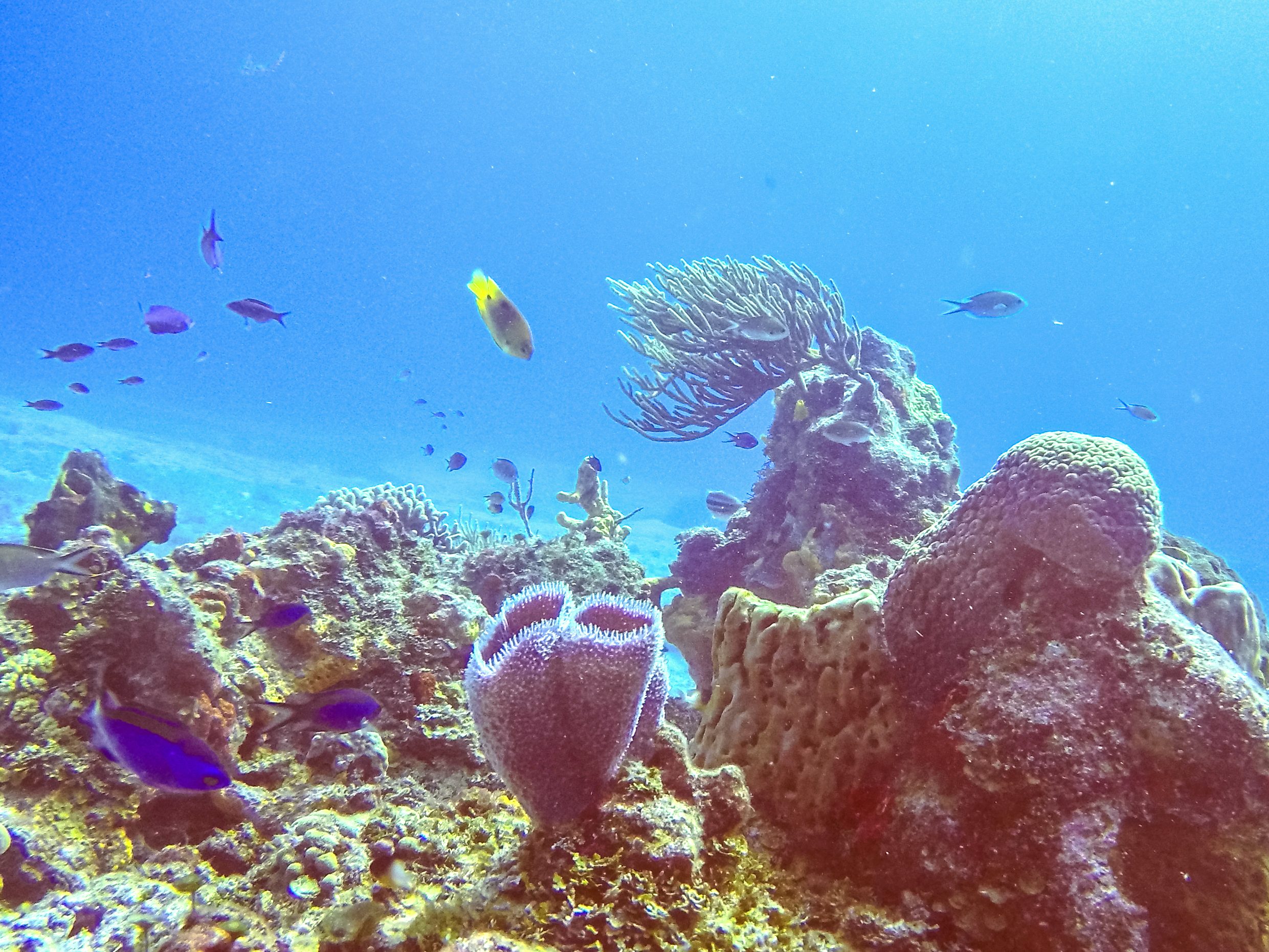 Explore the underwater world of Cozumel
