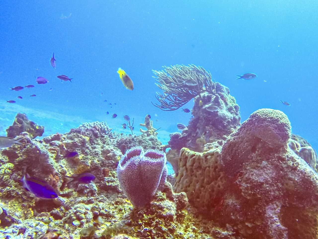 Coral reefs and marine life in Arrecifes de Cozumel National Park