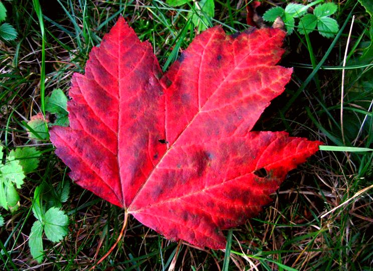Local traditions - New Brunswick