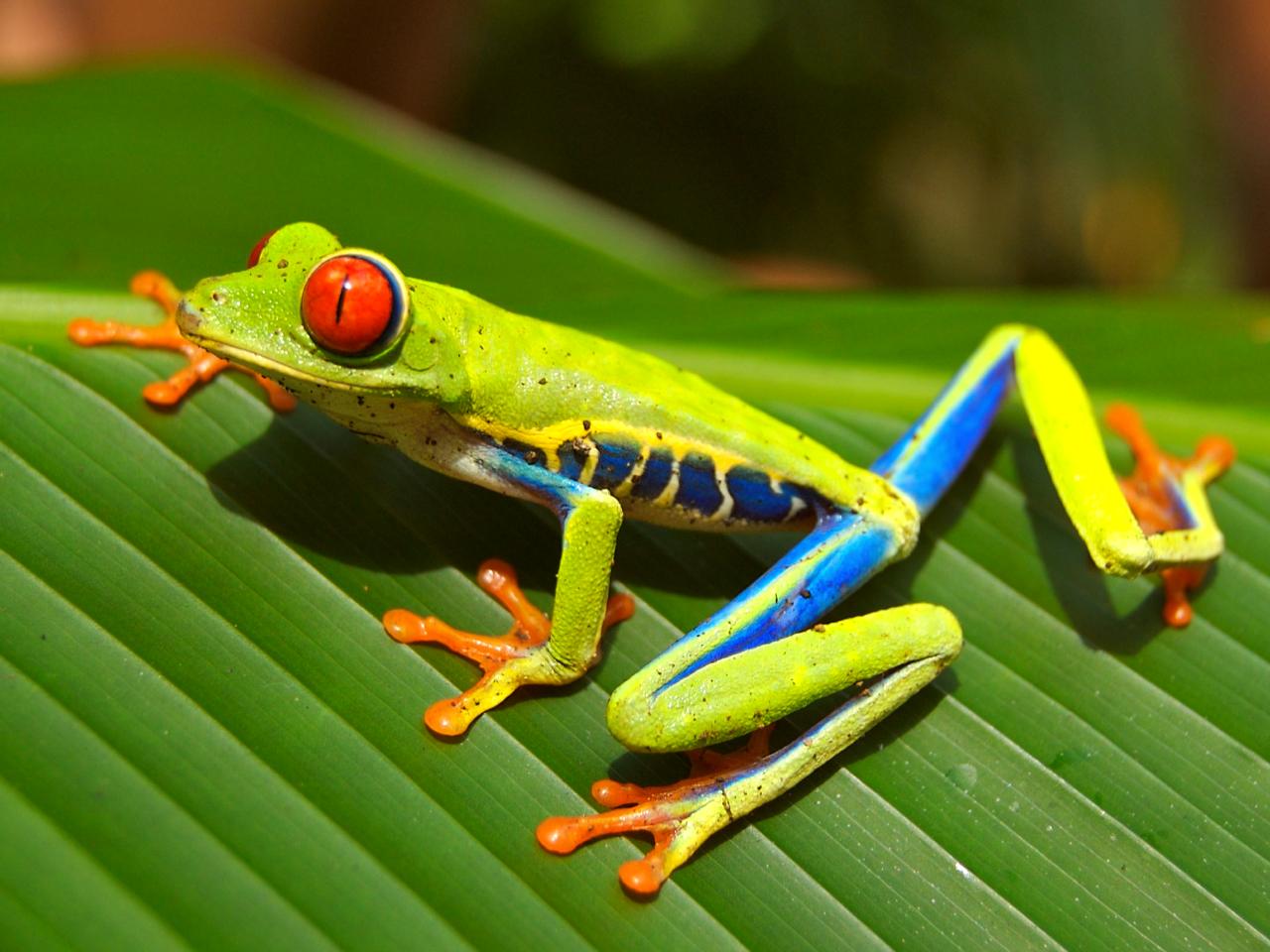 Meet the vibrant wildlife of Costa Rica