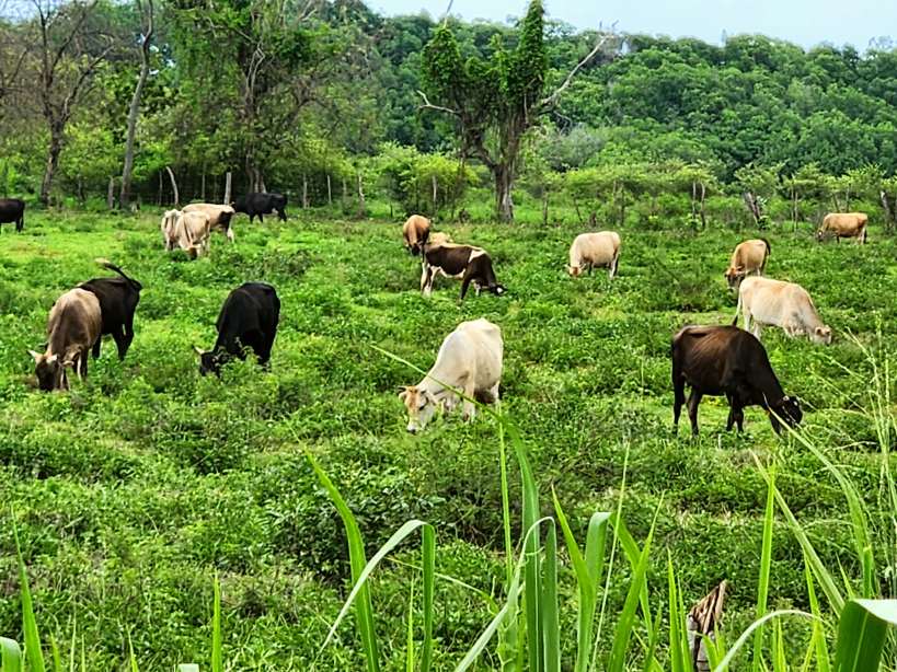 Cows Grazing, Saint Ann Parish 2023