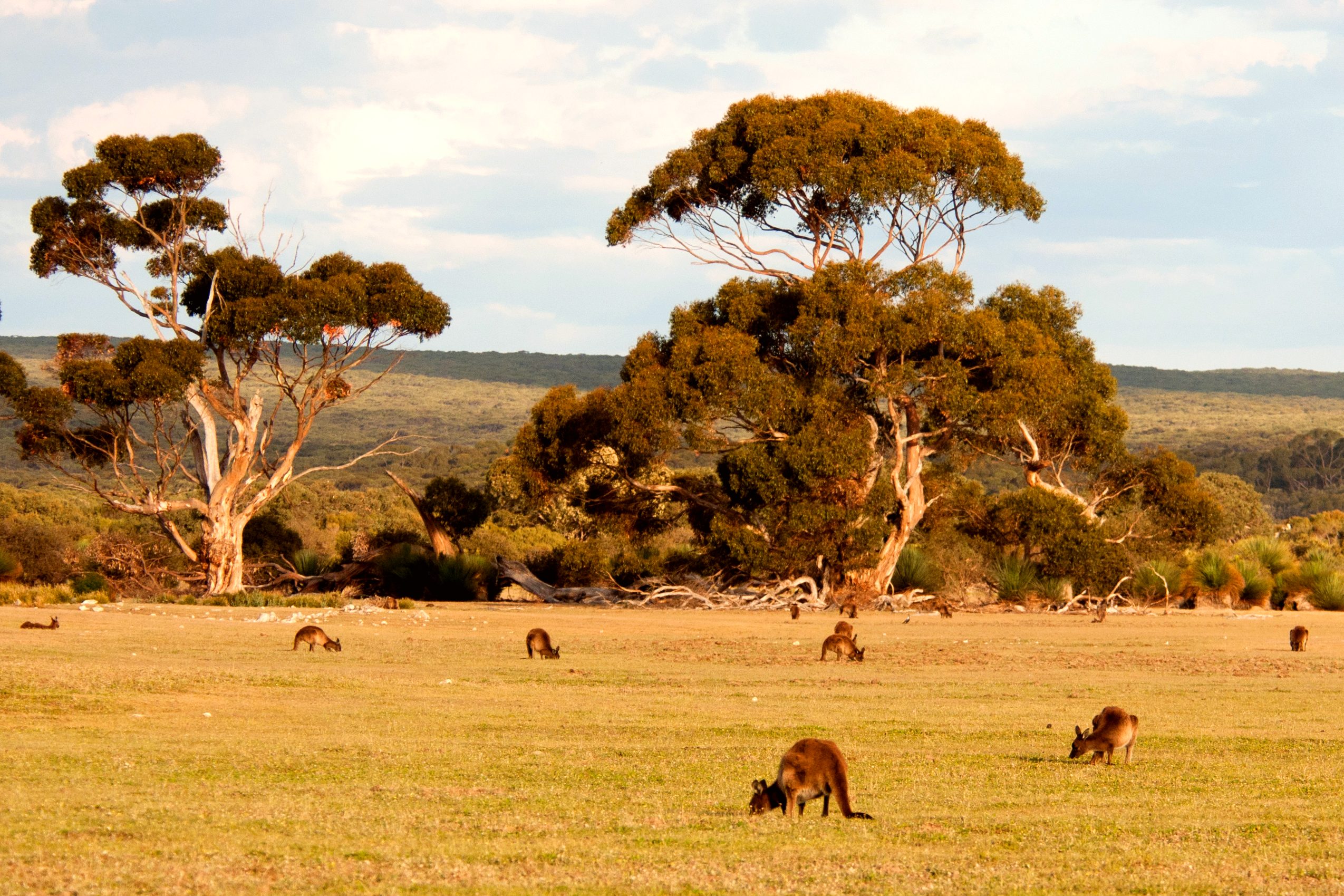 Meet the locals: kangaroos in their habitat