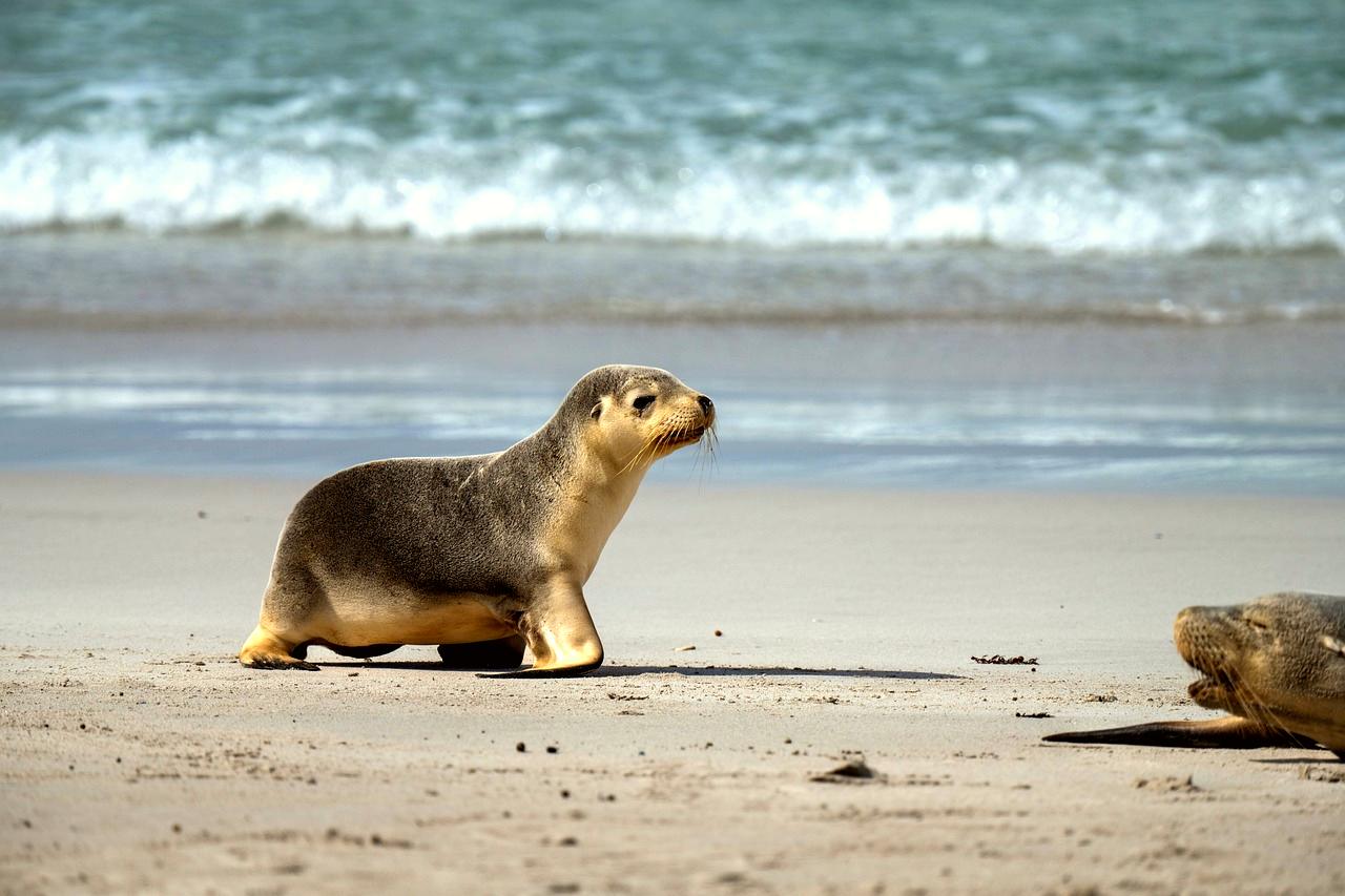 Kangaroo Island