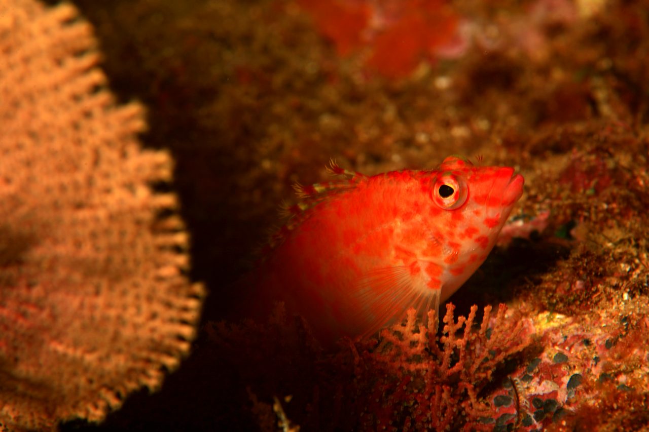Panama