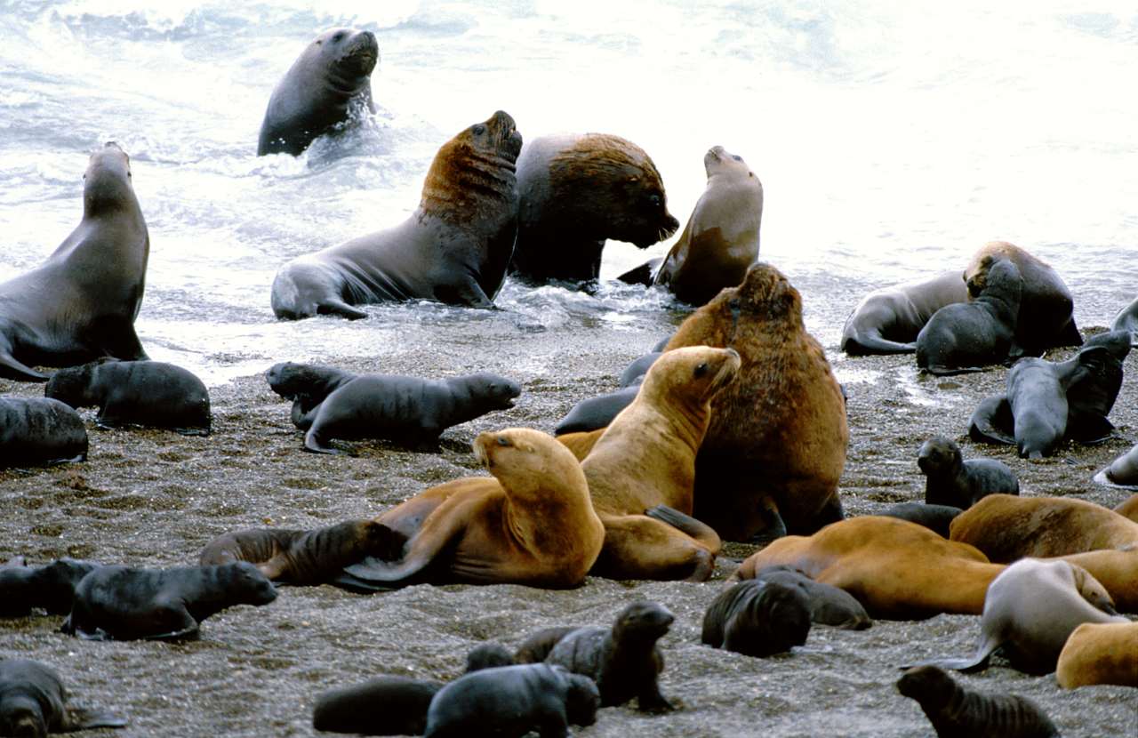 Sea lions on the shores of Patagonia