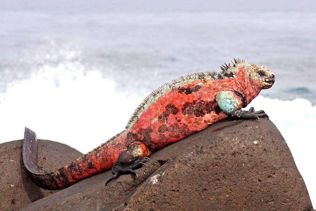 Ecuador