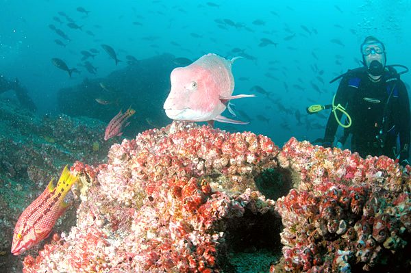One of the many endemic fauna of the Galápagos Islands.