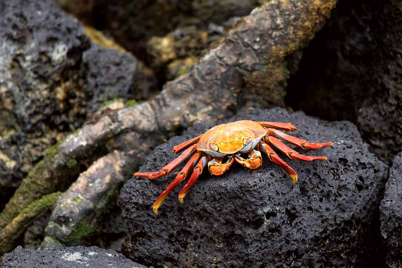 Ecuador
