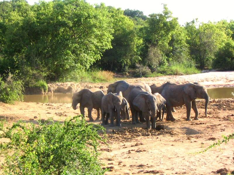 African bush elephants in Yankari National Park, Bauchi State
