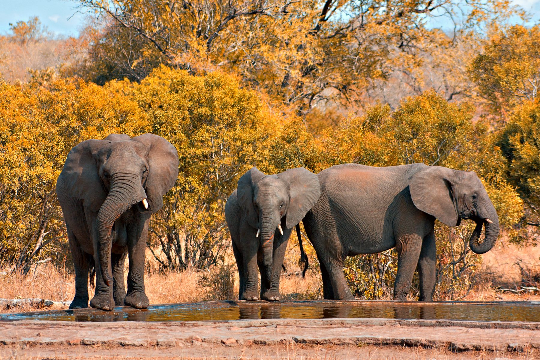 Encounter elephants in their natural habitat