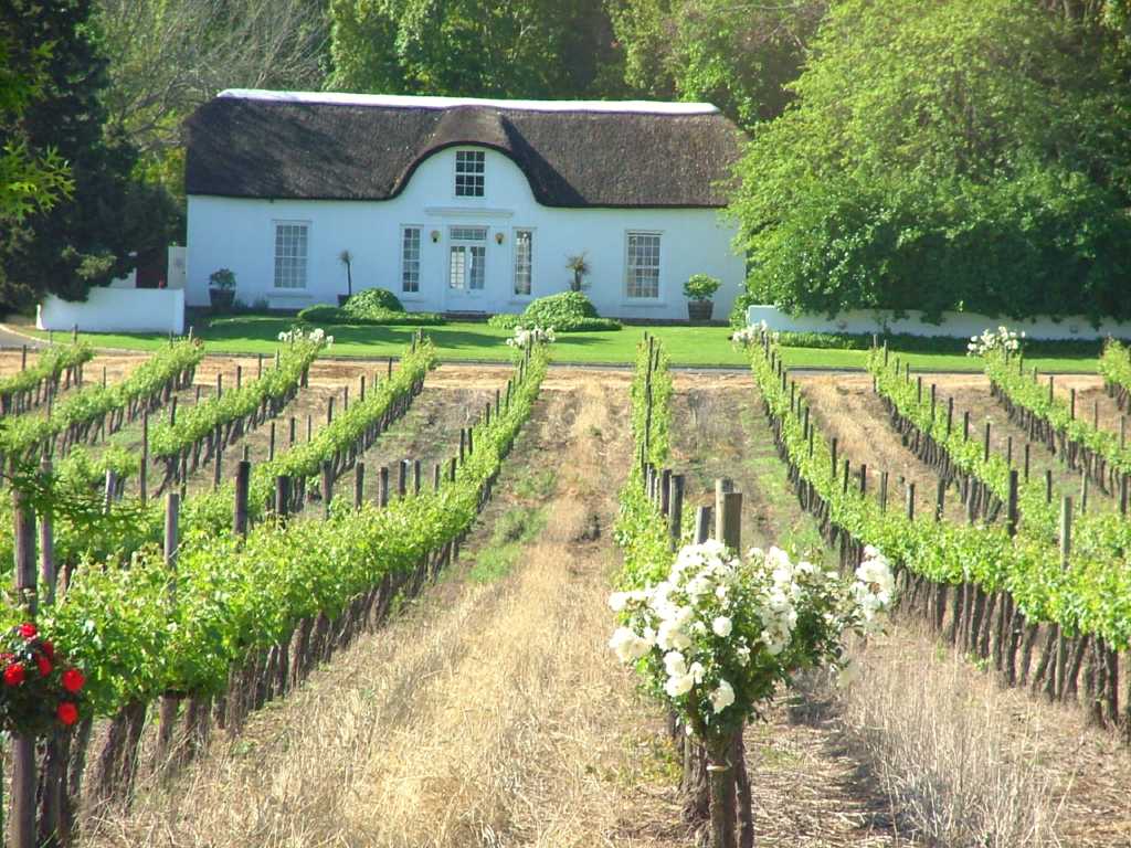 A vineyard in Franschhoek, Western Cape