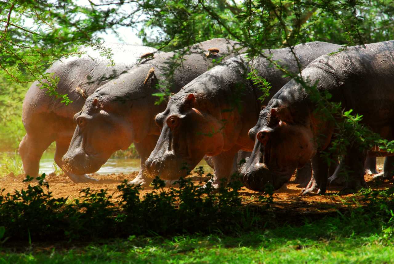 Hippos in the Lake Manyara National Park in the year 2012