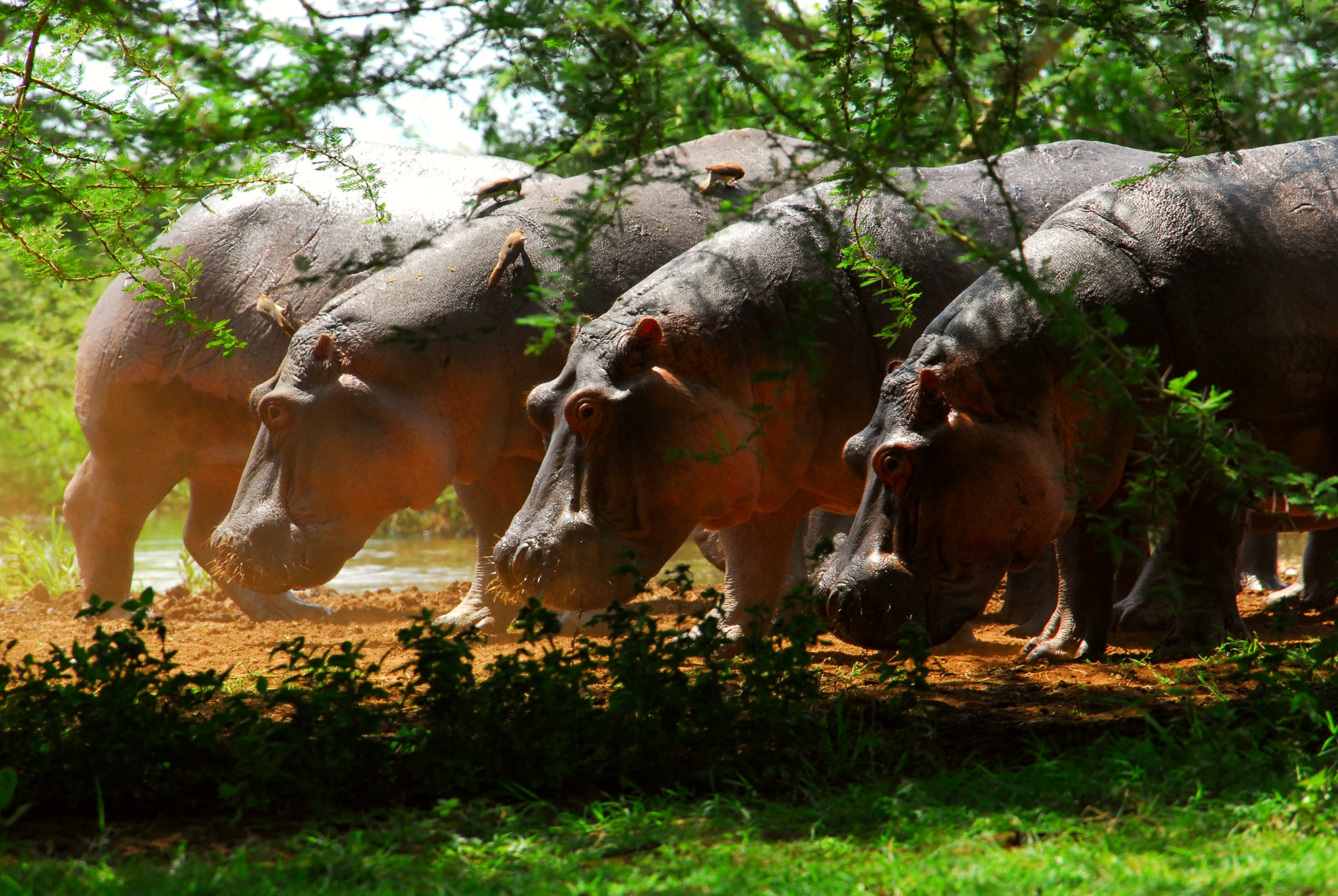 Nature's Serenity at Lake Manyara