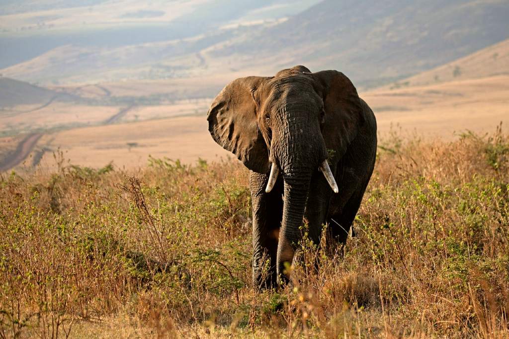 Tanzania