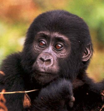 A juvenile mountain gorilla in Bwindi Impenetrable National Park.