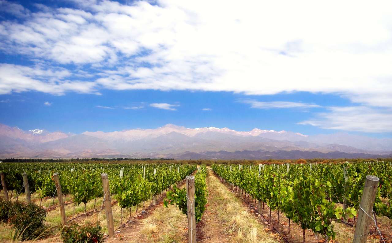 Vineyards in Uco Valley
