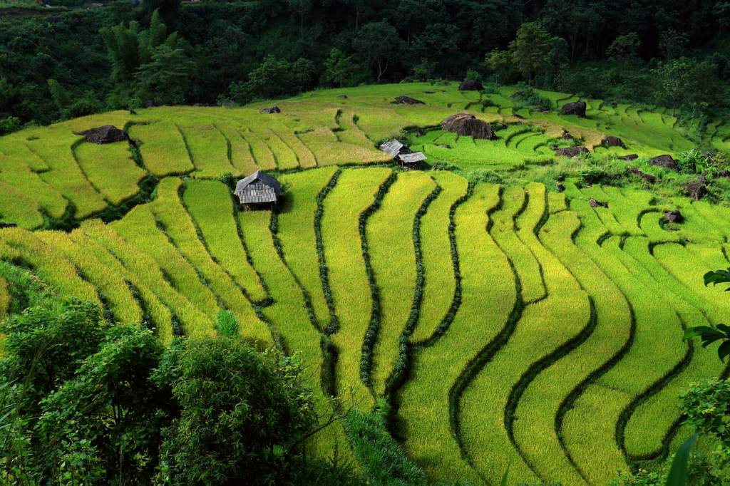Vietnam