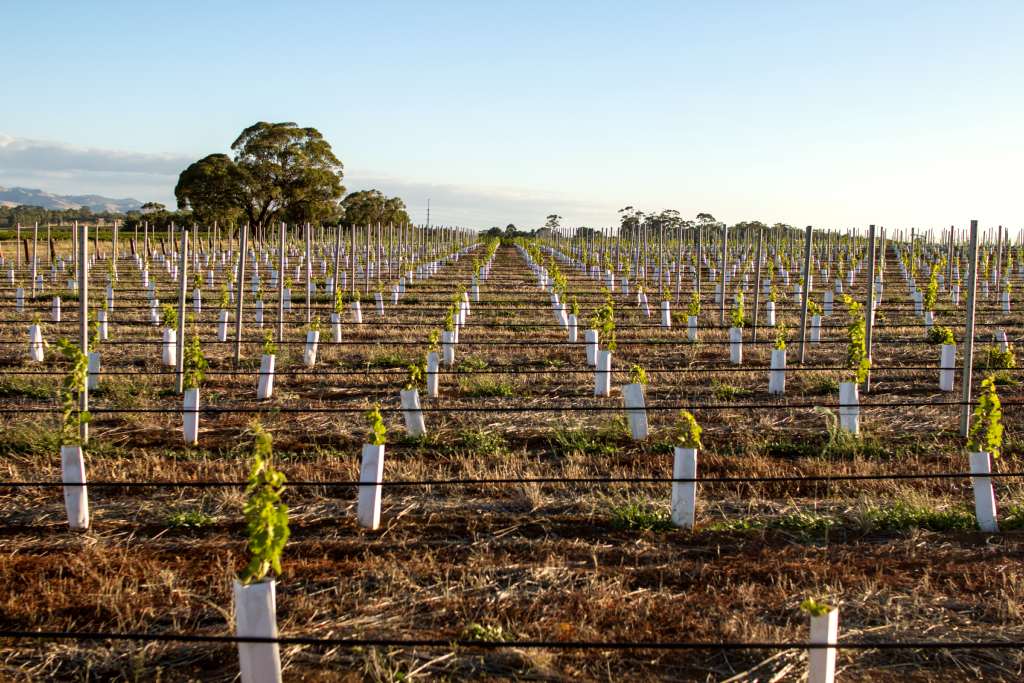 Savor the flavors of Barossa Valley
