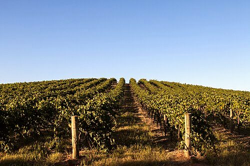 Wine vineyards on the Barossa Valley, South Australia, showcasing the country's relevance and popularity in viticulture and agriculture