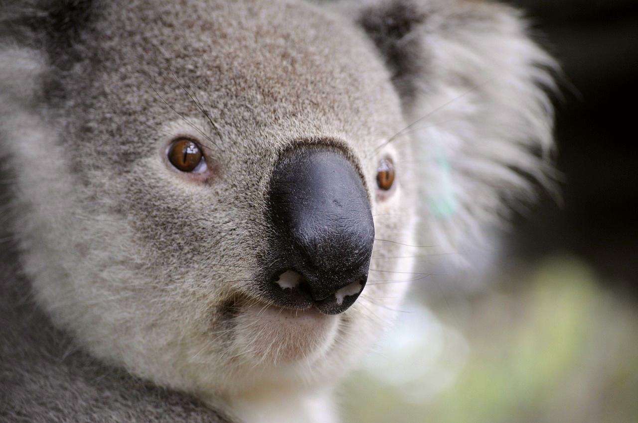 Australia