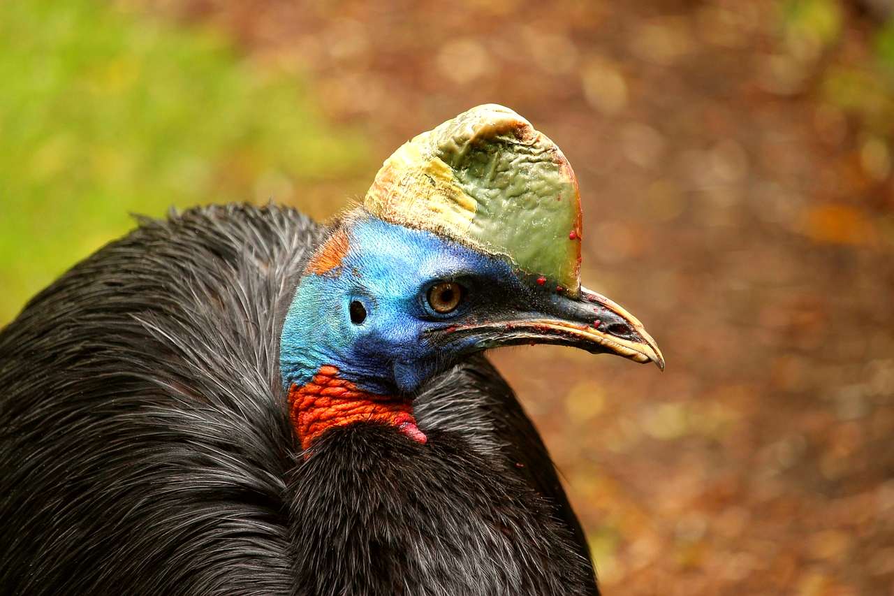 Papua New Guinea