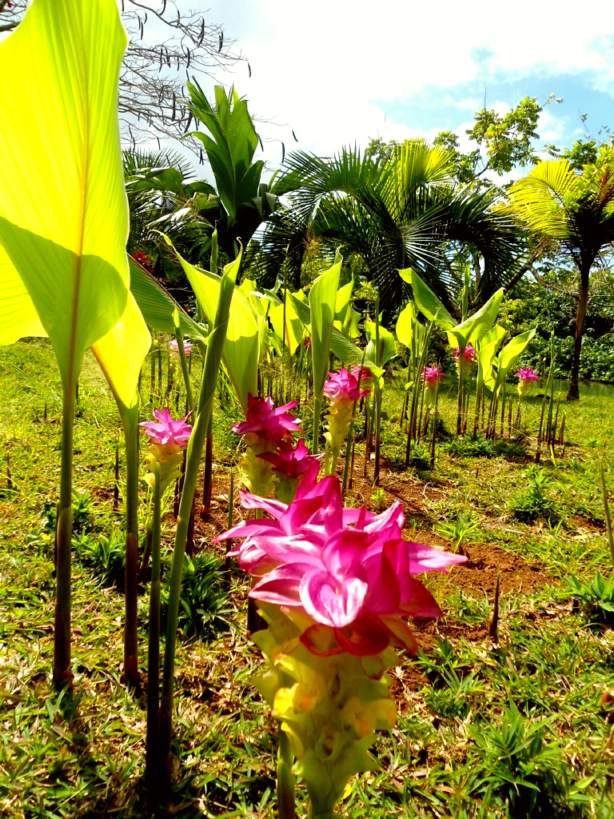 Rentapau, a wildflowers garden
