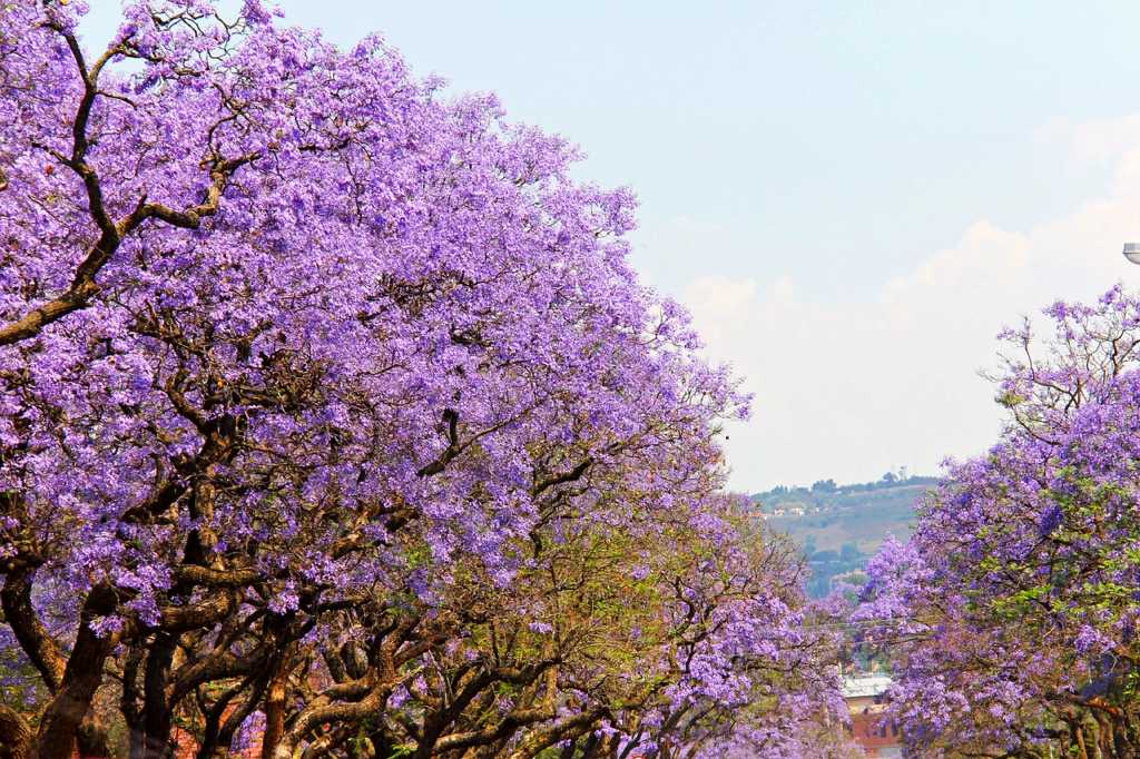 Pretoria