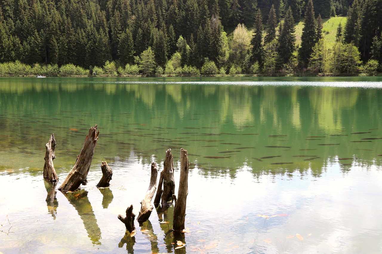 Artvin
