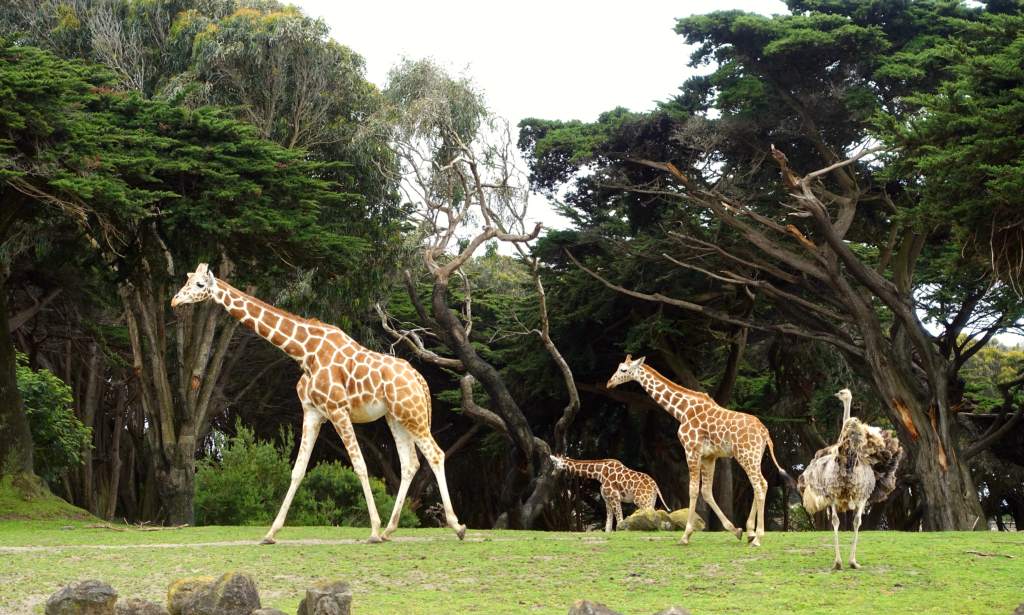 San Francisco Zoo