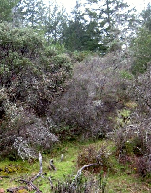 Bothe-Napa Valley State Park