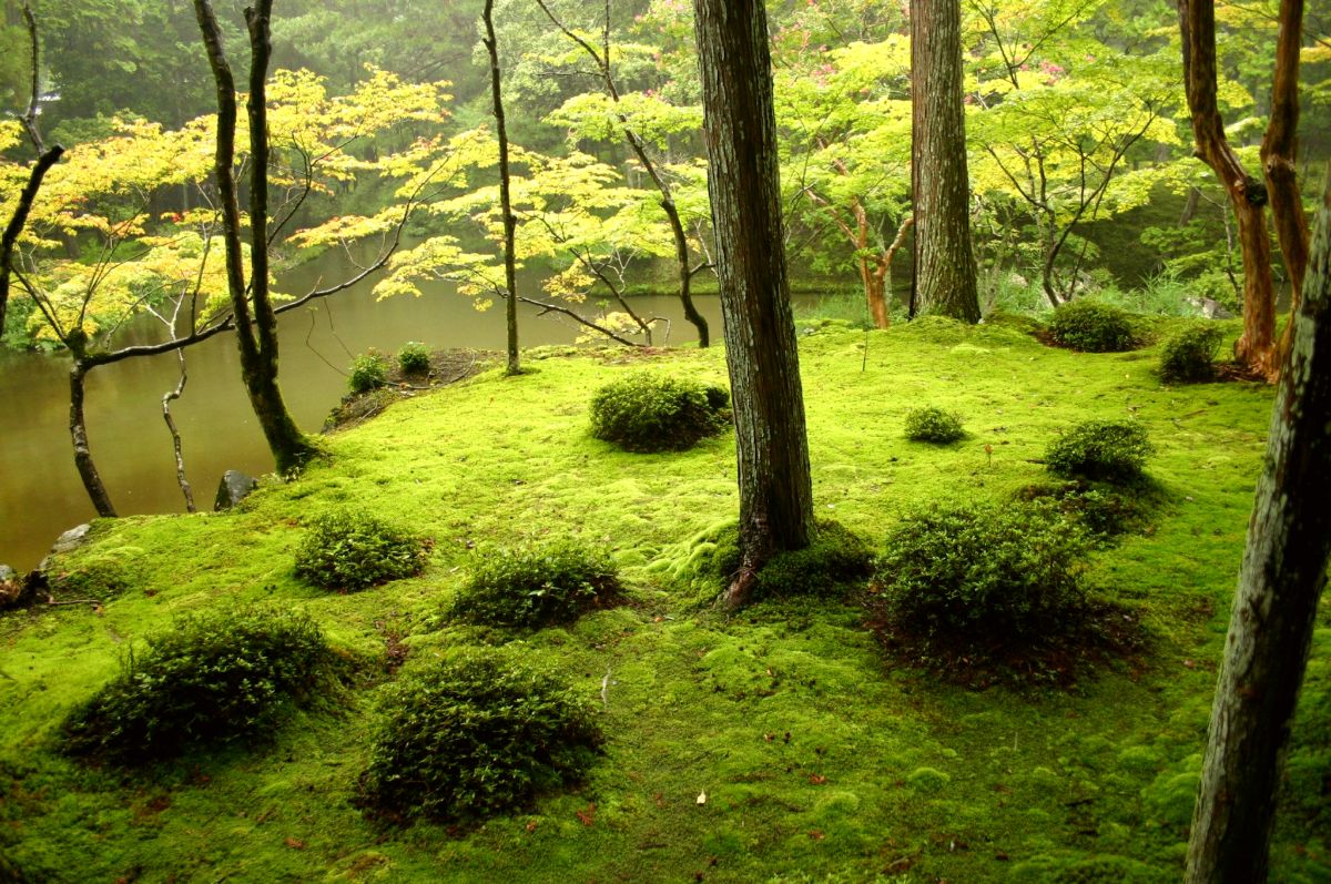 Japanese Garden
