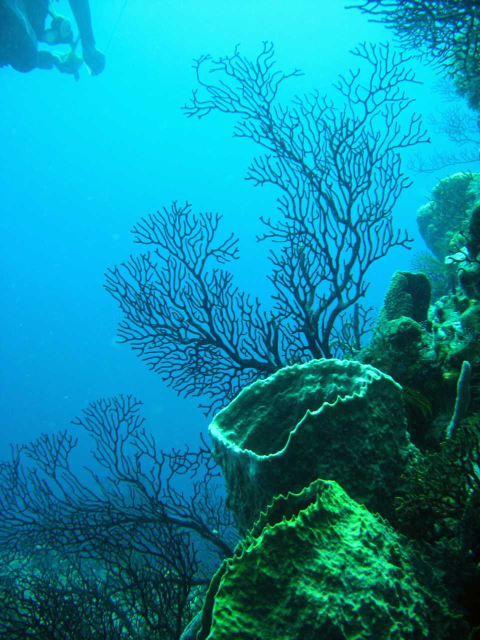 Caribbean Sea