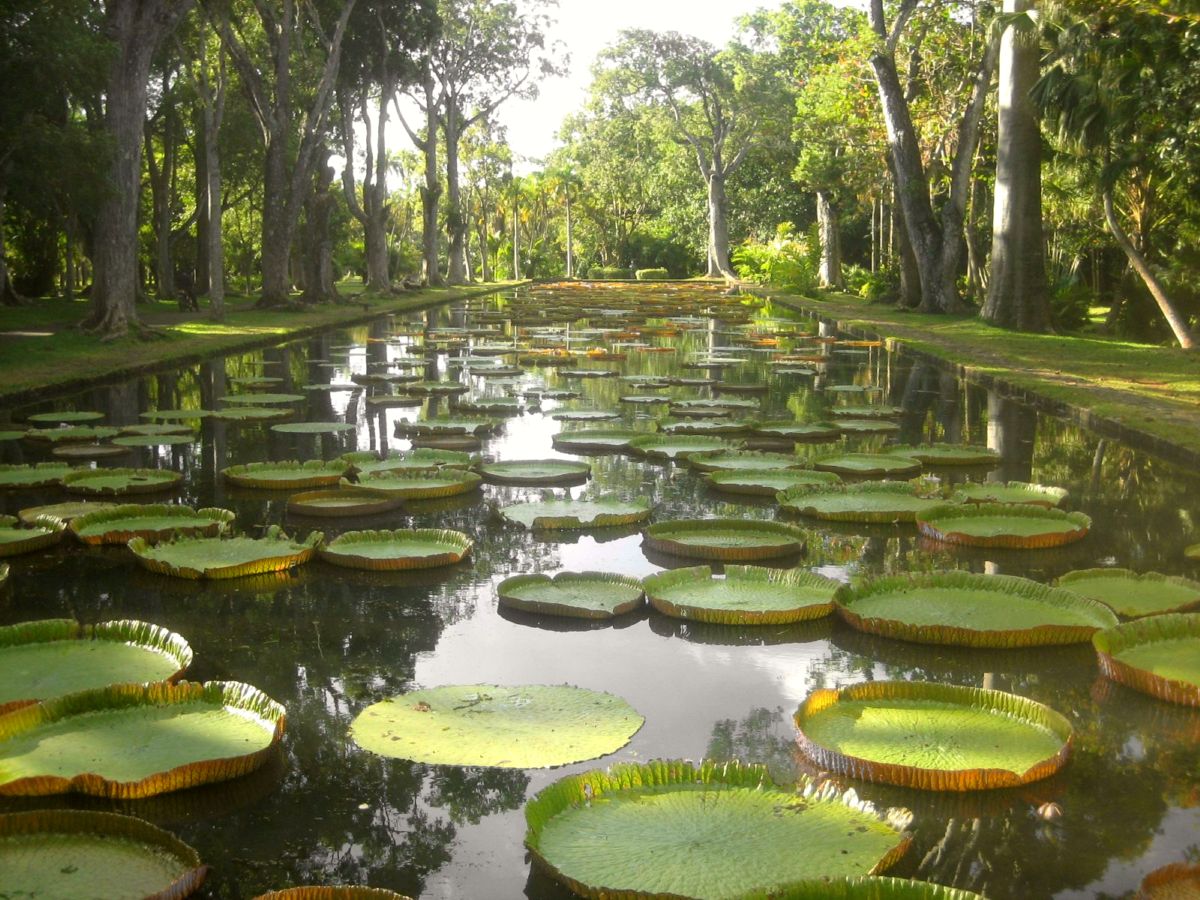 Pamplemousses Botanical Garden