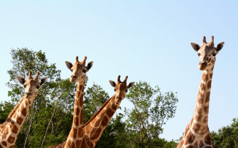 Naples Zoo