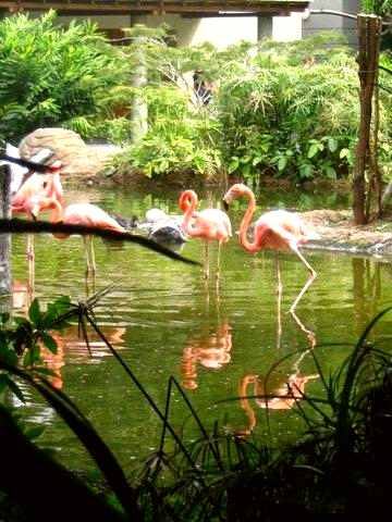 Cali Zoo