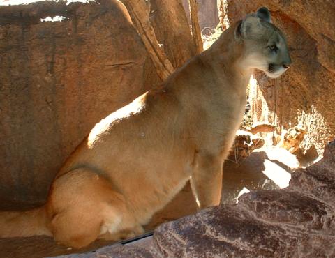 Arizona-Sonora Desert Museum