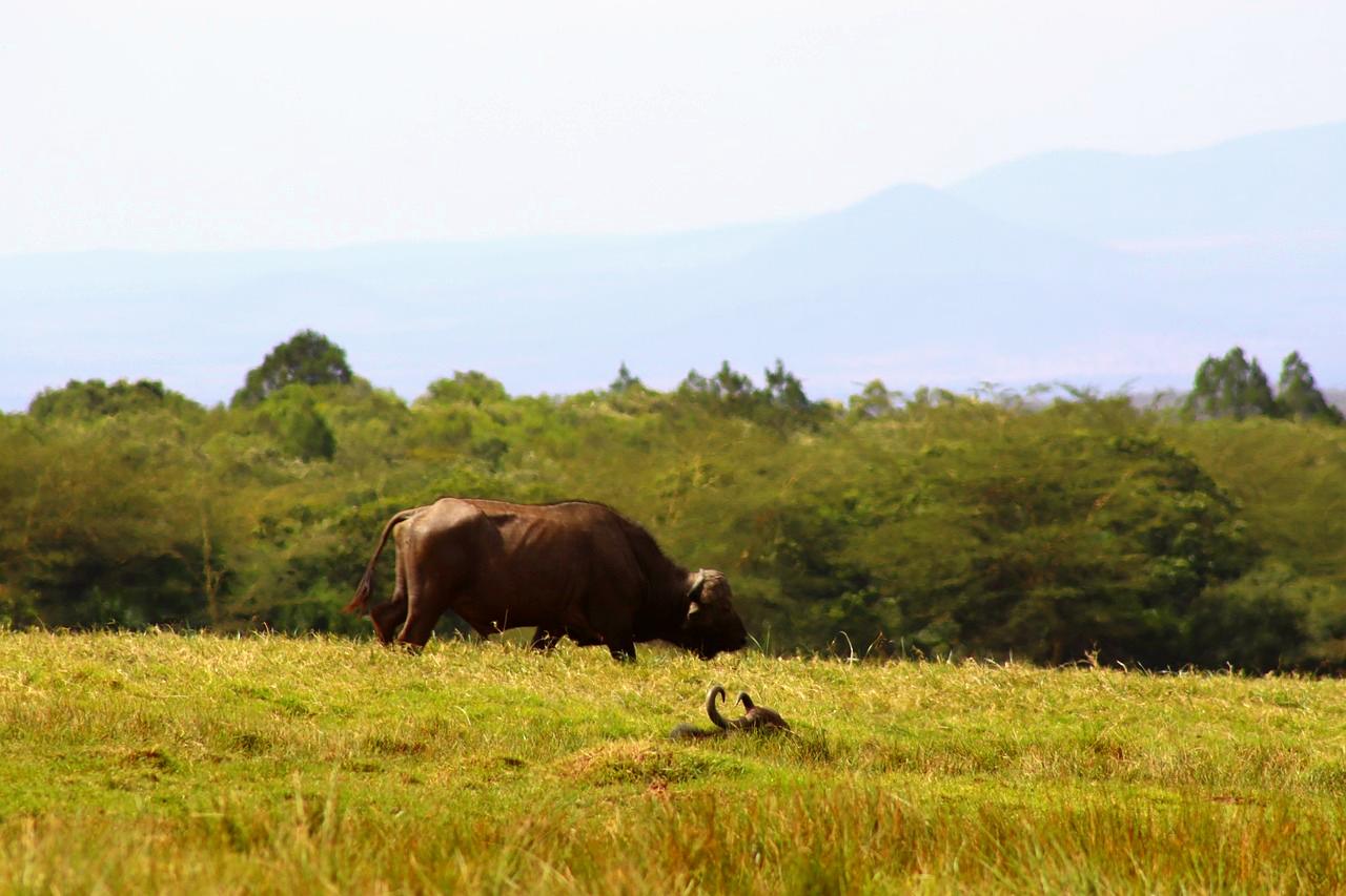 Arusha