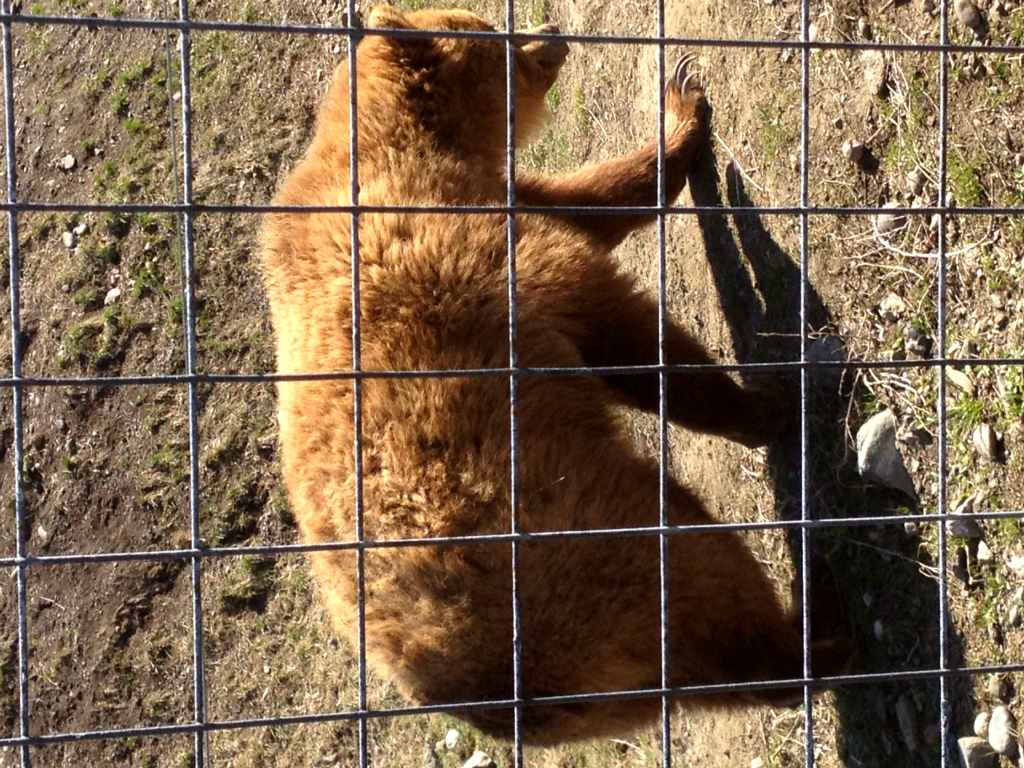 BC Wildlife Park